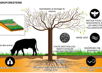 Agroforesterie : l’UJLoG abrite une formation pratique