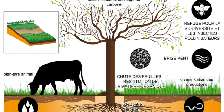 Agroforesterie : l’UJLoG abrite une formation pratique